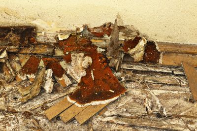 Cost of Wood Repair — Cost of Wood Repair